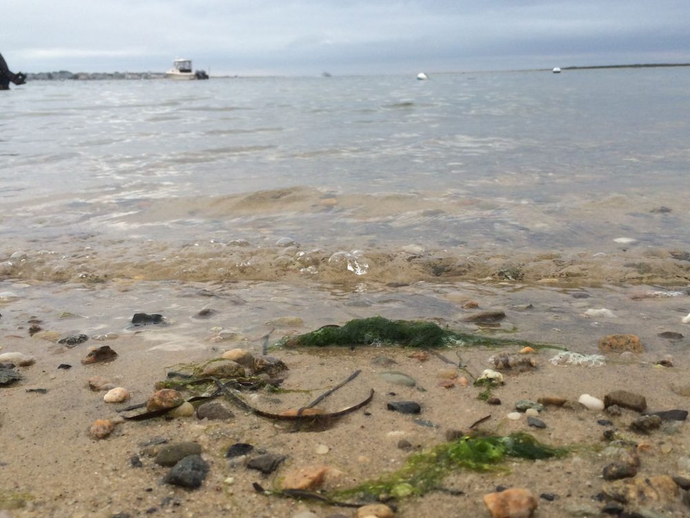 Low tide shoreline with stones and seaweed