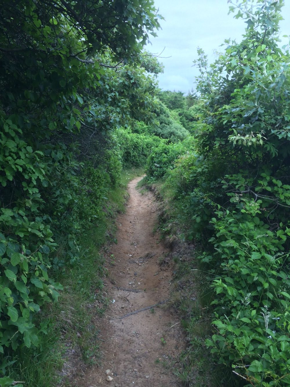 An overgrown sandy path between hedges